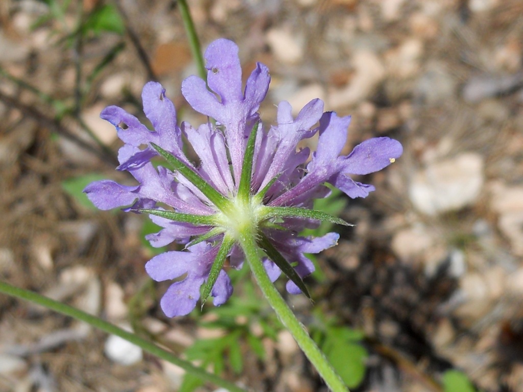 Fiore lilla - Scabiosa sp.